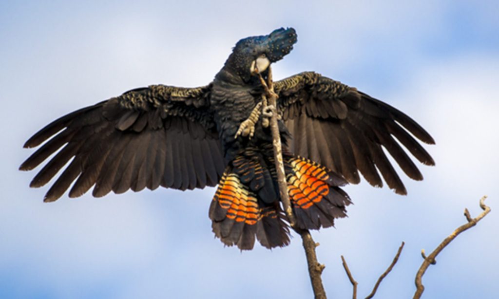 Red-tailed Black Cockatoo in a tree
