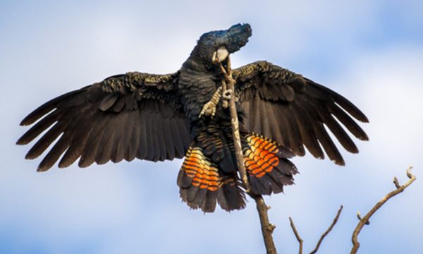 Red-tailed Black Cockatoo in a tree