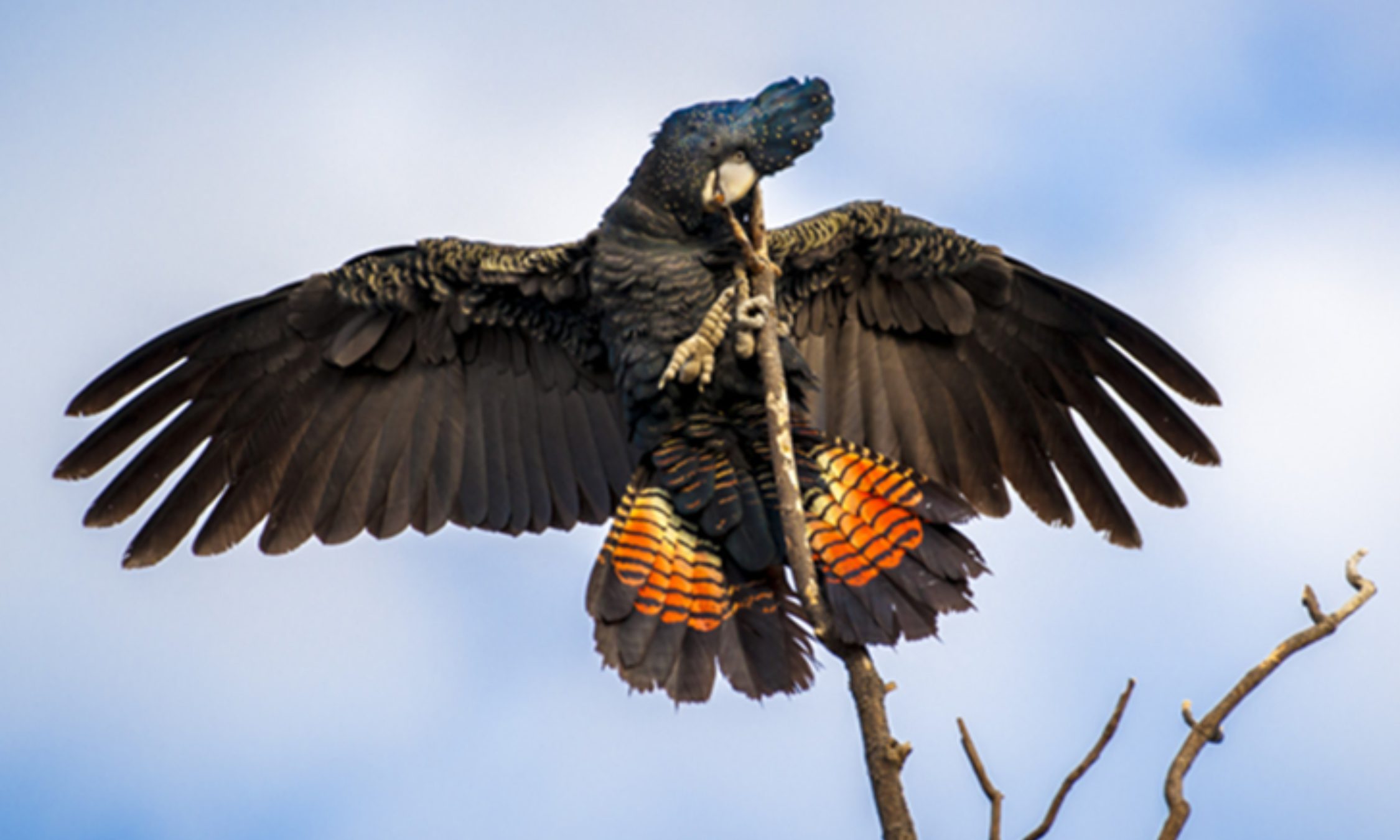 Red-tailed Black Cockatoo in a tree