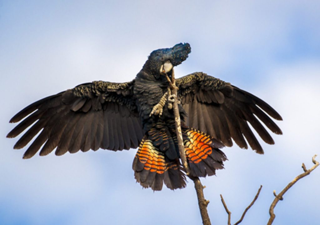 Red-tailed Black Cockatoo in a tree
