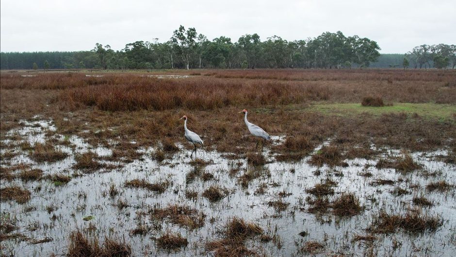 Swamp with birds passing through.