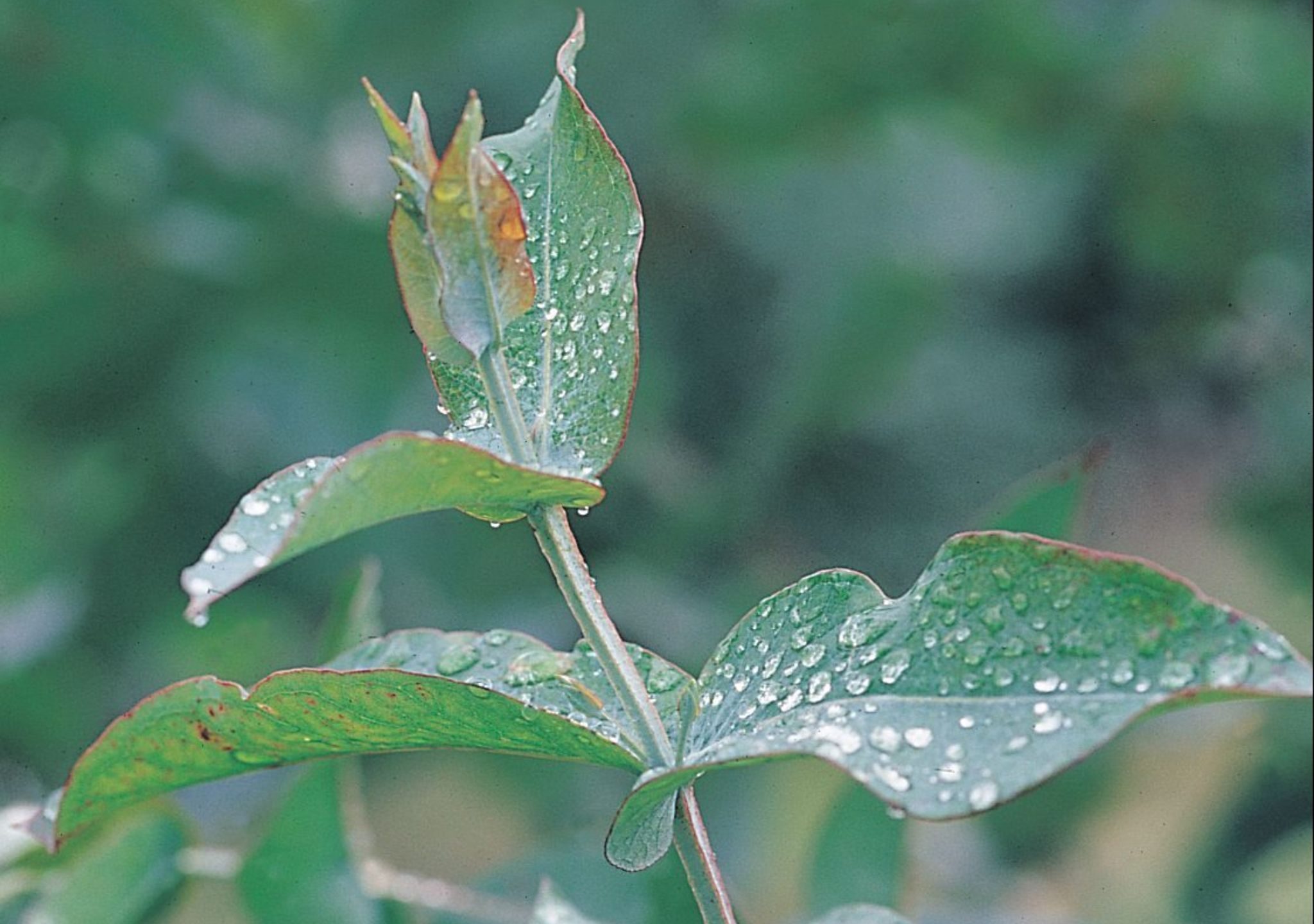 seedling